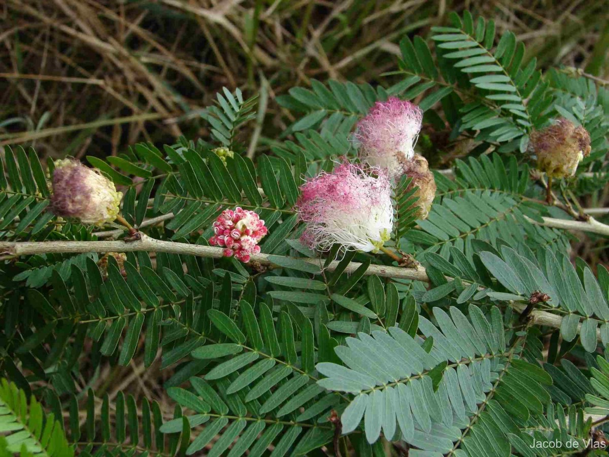 Calliandra surinamensis Benth.